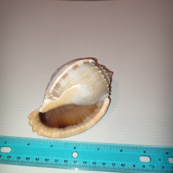 Carved Seashell Decor Vintage Unique Academia Collectible - Picture 7 of 8